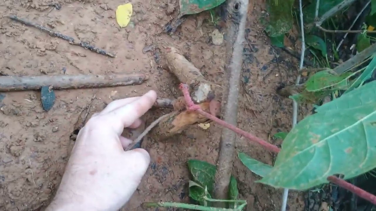 Fiz uma armadilha pra pegar tatú de laço 