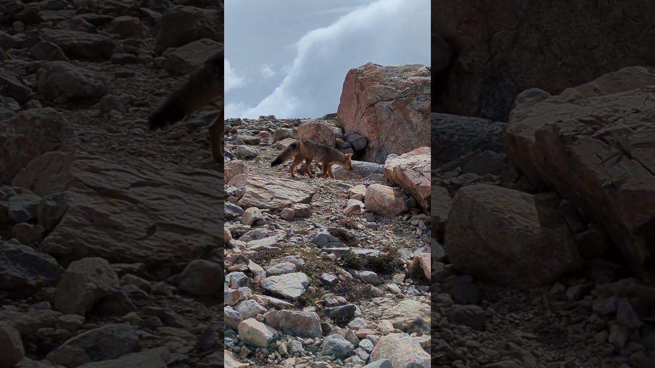 Unerwartete Wanderbegleitung auf den #fitzroy #fuchs #argentinien #panamericana #elchalten