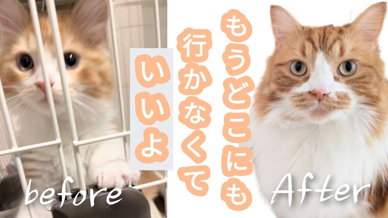 待つだけだった子猫を引取り 治療2年間『当たり前の幸せ』  救ったつもりが救われていたのは私でした