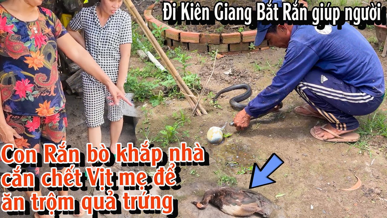 Giúp gia đình chú Út ở Kiên Giang, bắt con Rắn hễ đêm về là bò khắp nhà để trộm trứng | TGSB #915
