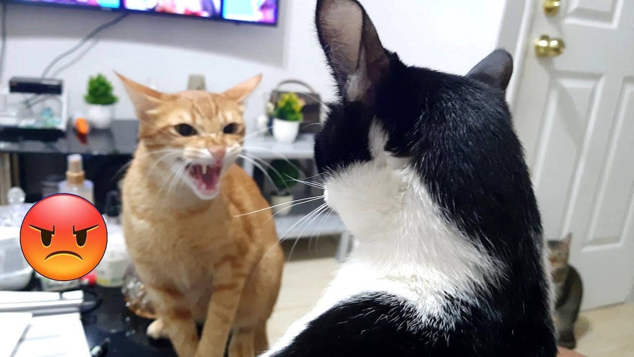 Jealous Cat With Hilarious Reaction To Other Cats Sitting On His Owner's Lap