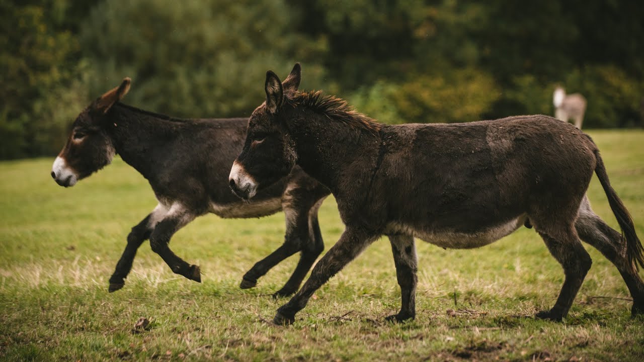 How to think like a donkey - how donkeys hear, see, smell and think | The Donkey Sanctuary Webinars