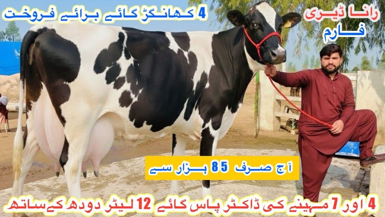 Rana Dairy Farm | Top Class Australian Fresian Khangar Cows | Doctor Pass Cows | 13 February 2026