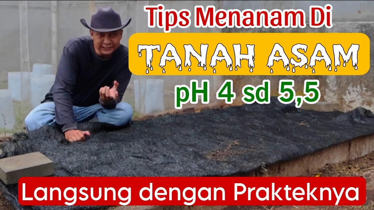 TANAH ASAM, TANAM APAPUN GAK SUBUR!! INI SOLUSINYA..!! 
