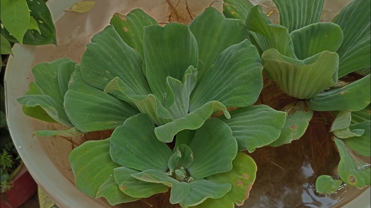 water cabbage or aquatic pistia  plant care and tips 🌿🌿☘️🌿☘️☘️☘️☘️☘️