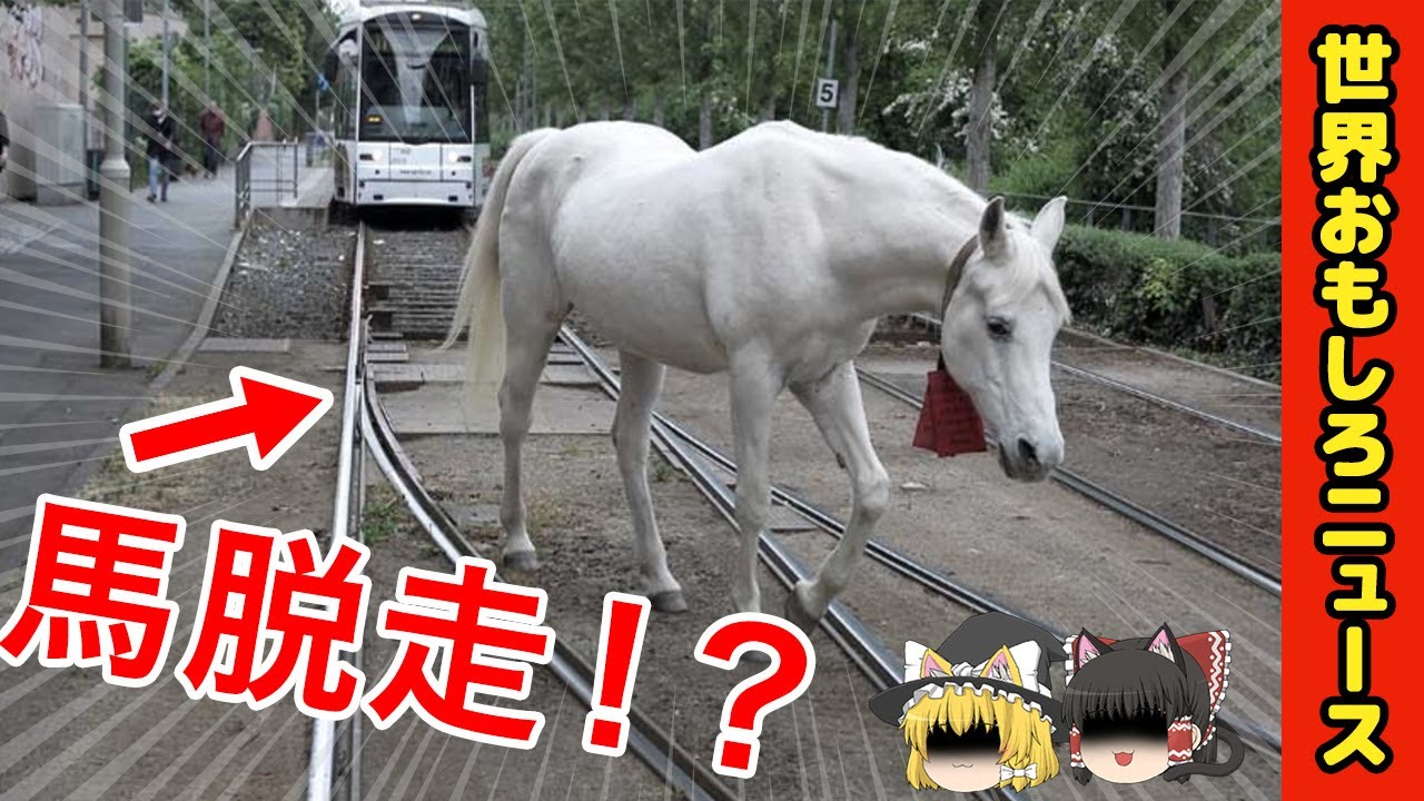 【ゆっくり解説】ギャグみたいなおもしろ、ほっこり事件集 / 馬がひとりで…ｗ