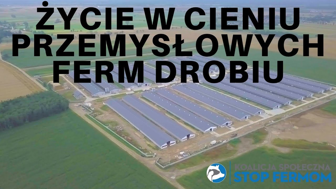 Zagłębie ferm drobiu - zobacz jak mieszkańcy okolic Żuromina i Mławy walczą o swoją przyszłość