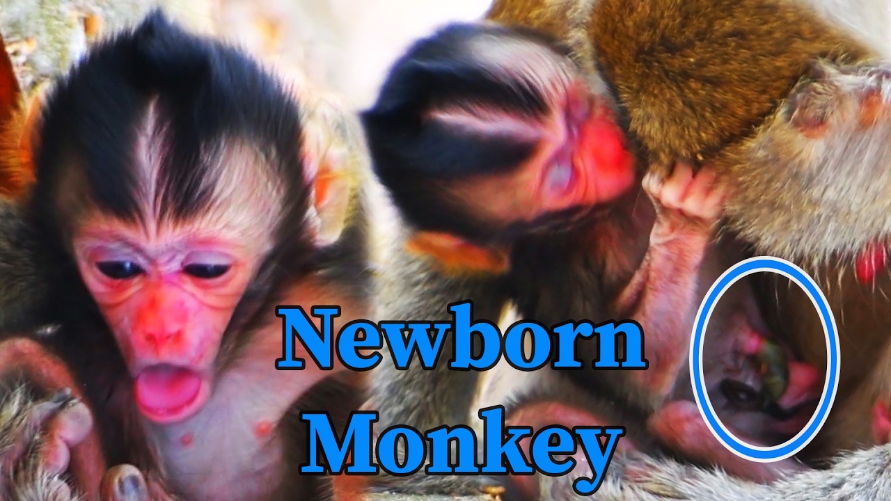 Baby monkey showing its tongue, probably a sign of hunger for milk, and it's so cute