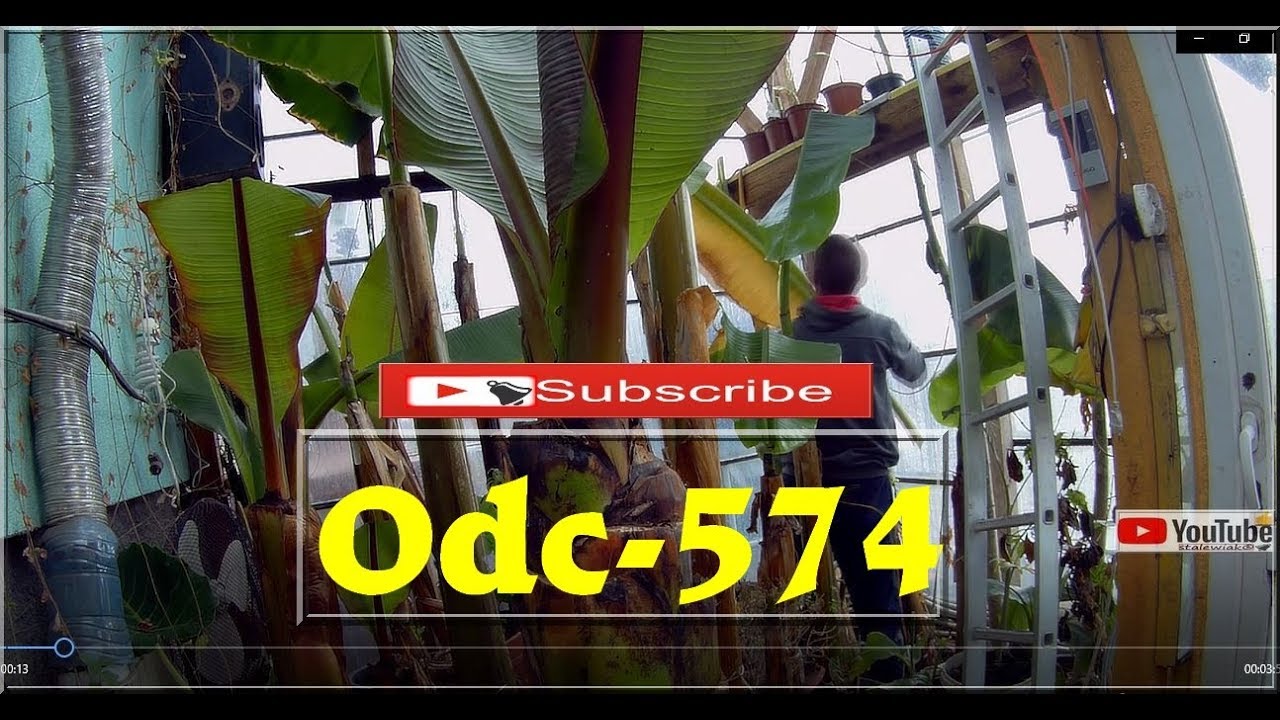 ✅✔Odc-574-Ratowanie,cięcie  musa veinte cohol,ścinanie liści musa acuminata,papaje.