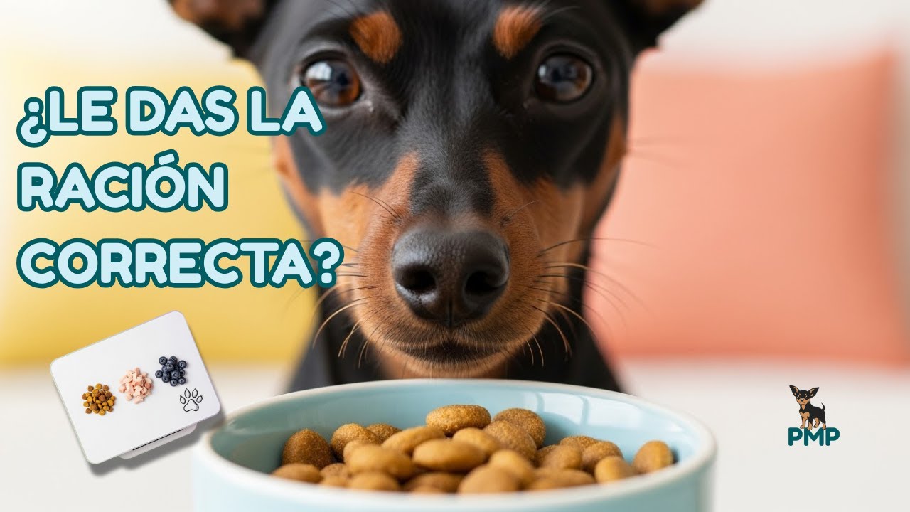 Porciones de comida para Mini Pinscher: evita estos errores comunes 🐕