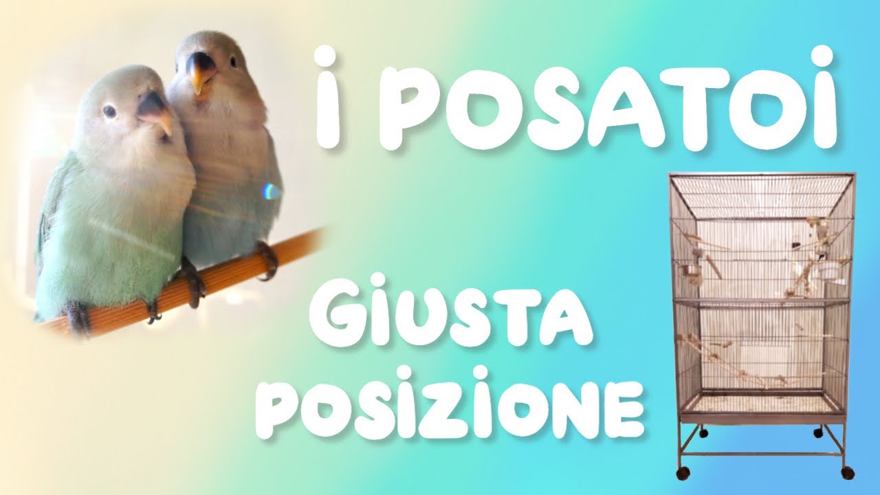[La Gabbia] E La giusta posizione dei posatoi.