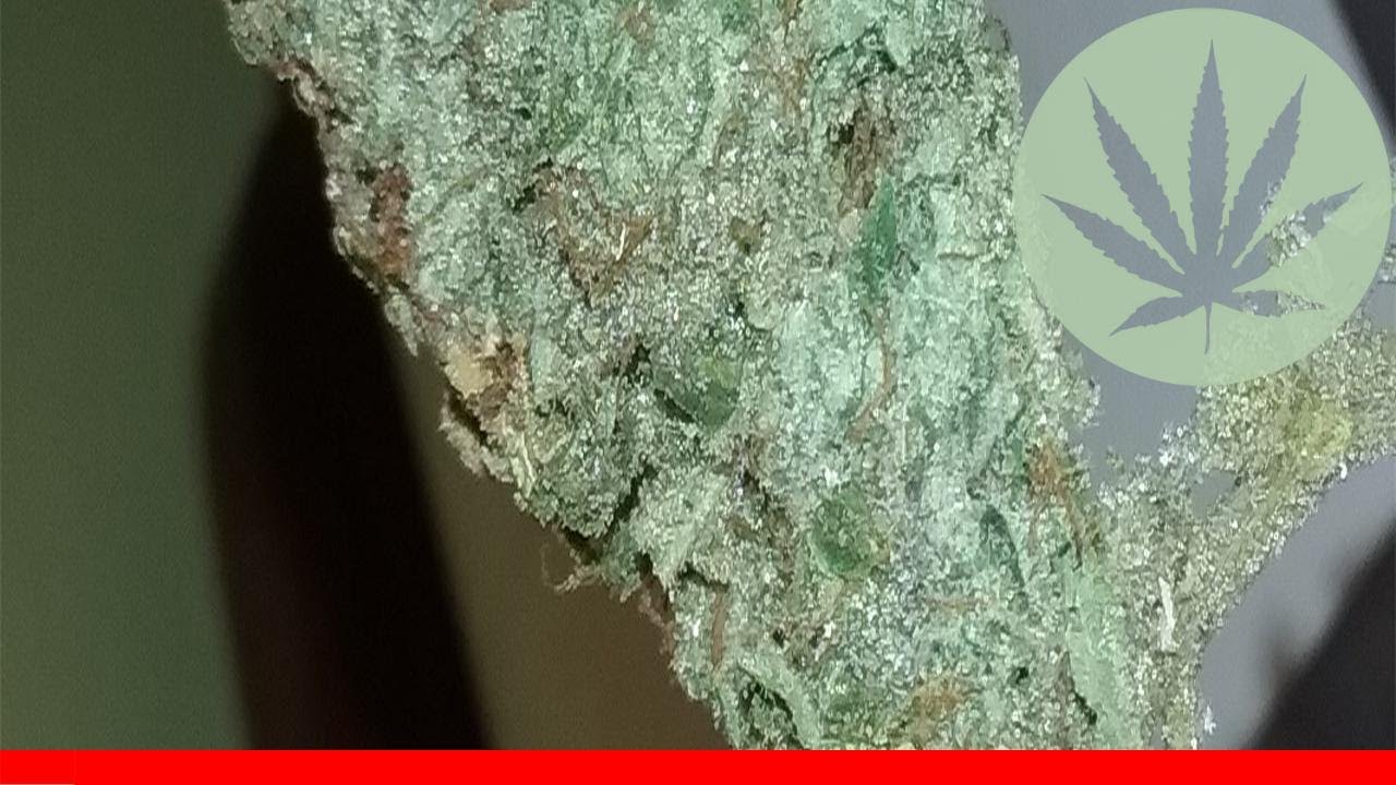 Hashplant Haze - All About This Strain