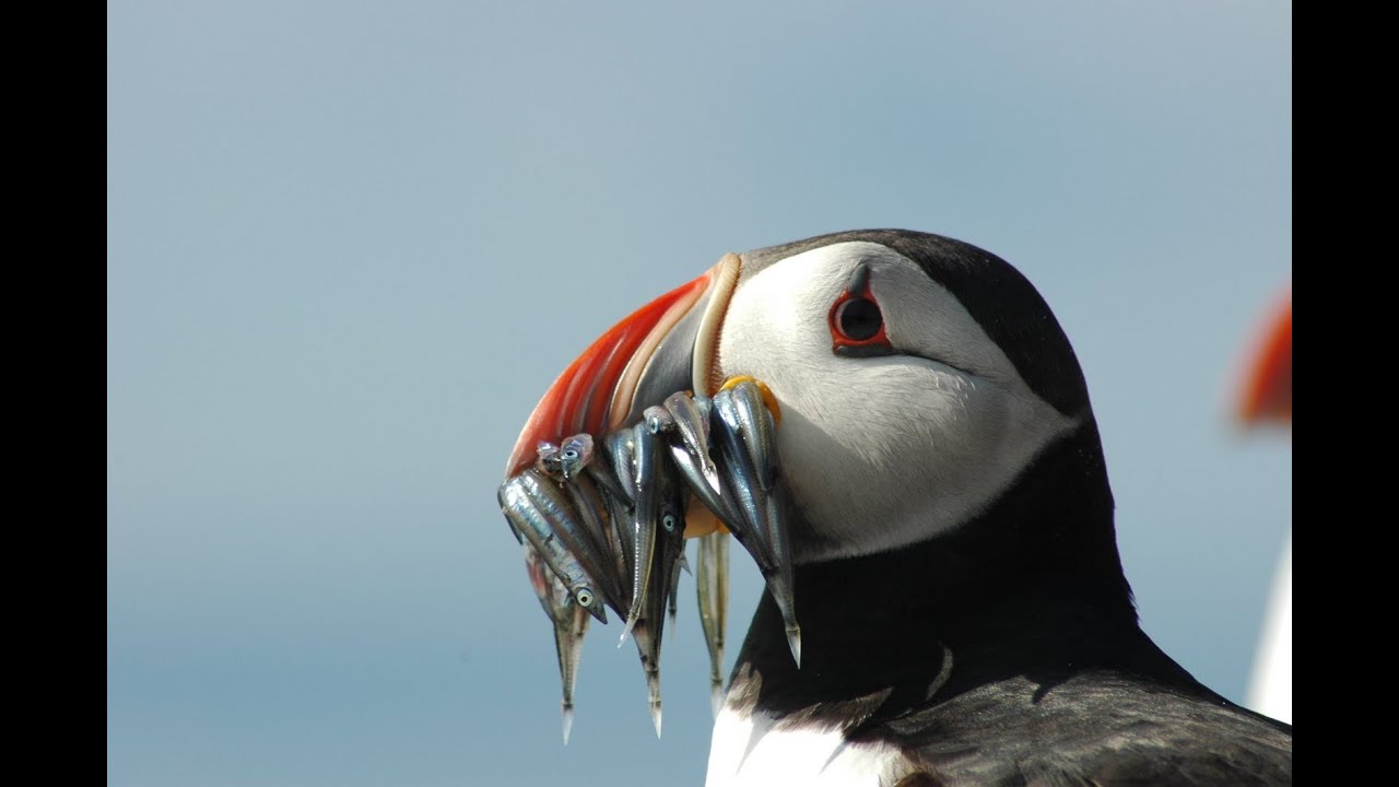 Puffins & Seabirds Of The Beautiful Farne Islands UK
