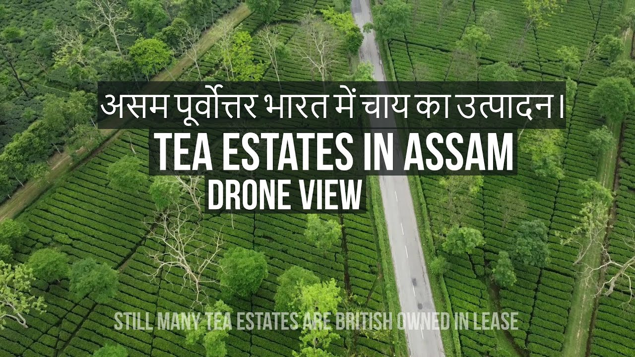 assam tea garden | chai ke bagan in assam | Drone view of tea garden