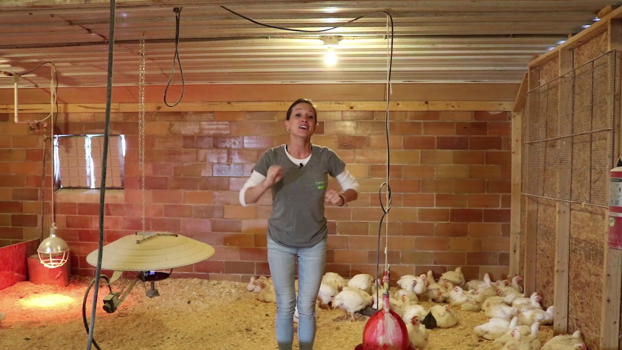 Raising Meat Chickens - WEEK 6