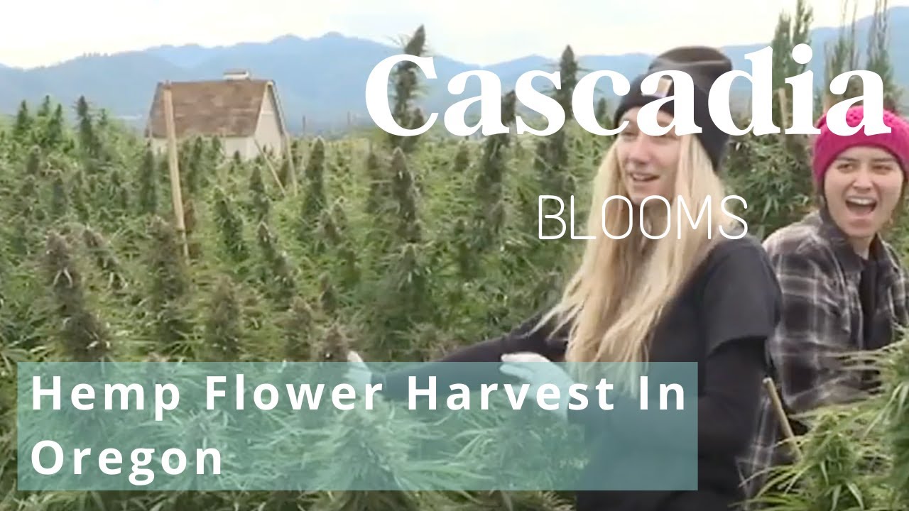 Cascadia Blooms Hemp Flower Harvest In Oregon (See Our Farm)