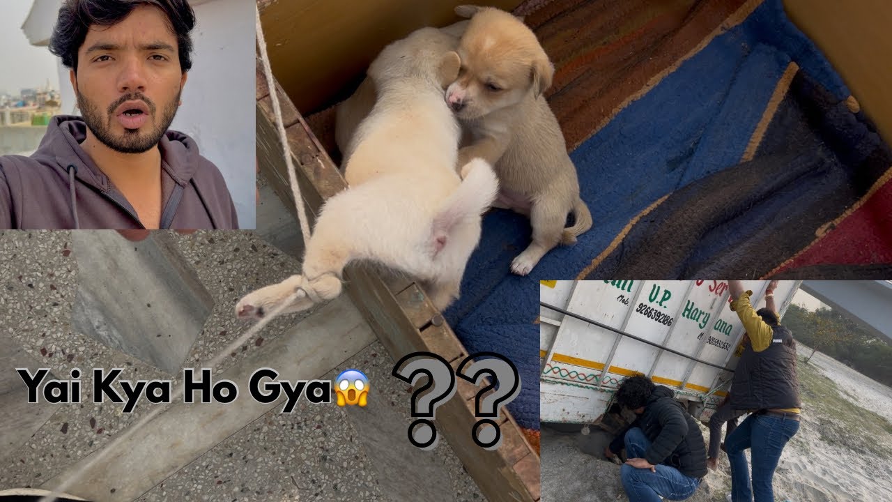 Puppy 🐶 Ko Bcha Liya 😱 !! Tampu Fass gya 🫨