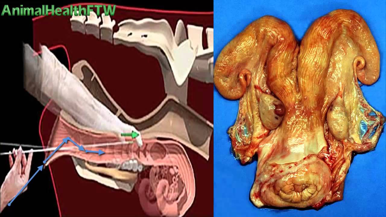 طريقة إدخال القسطرة داخل الجهاز التناسلى الماشية Catheterization of female cattle genital system