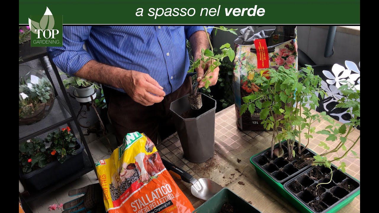 Coltiviamo un pomodoro in vaso | topgardening