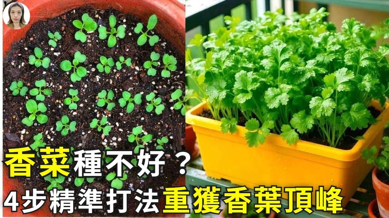 香菜不長葉只長莖稈？避開4個陷阱，葉片多又香，吃也吃不完！|花花世界