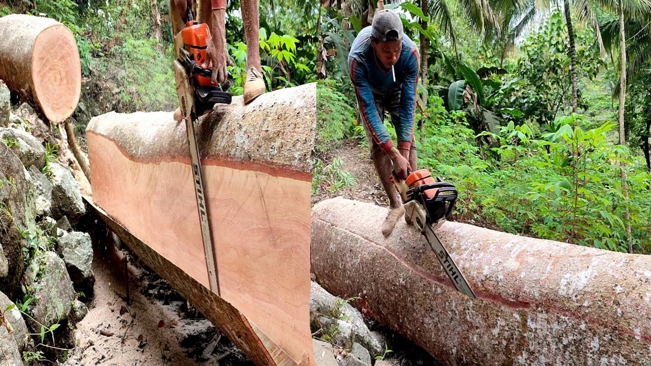 Skill membelah kayu besar,chainsaw stihl ms 382
