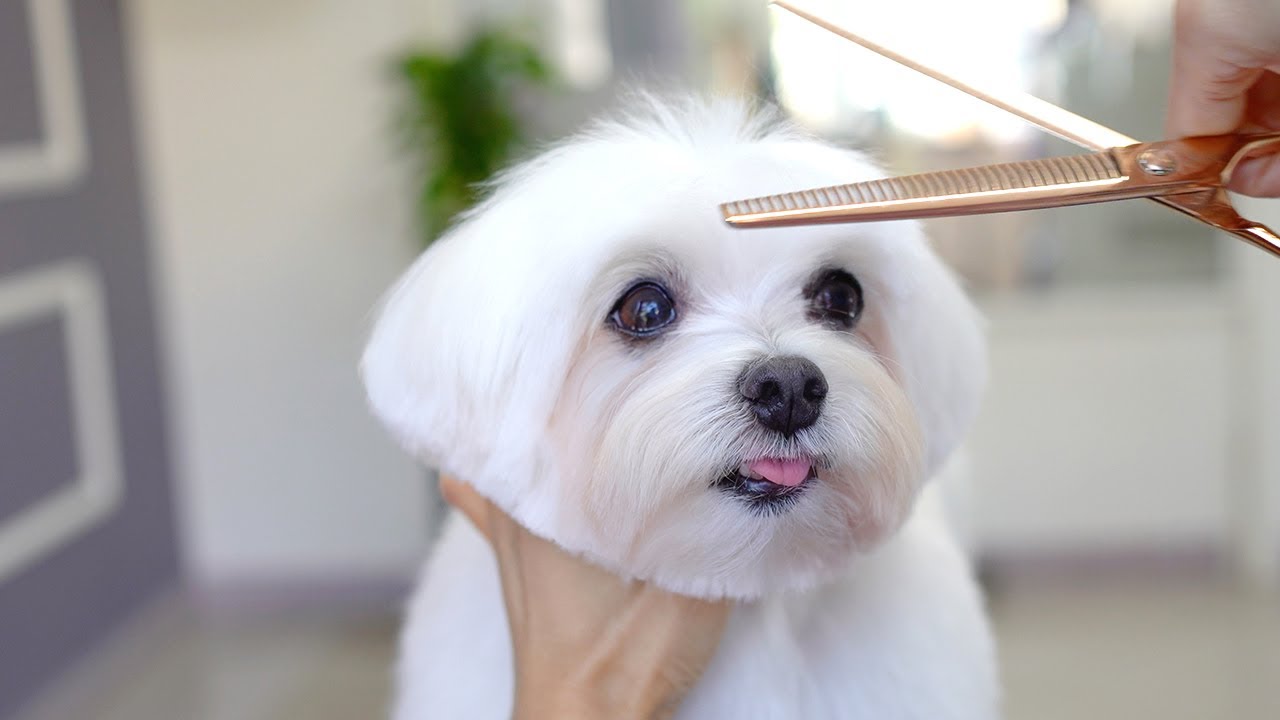 МАЛЬТИЙСКАЯ , 12 ЛЕТ, УХОД ✂️❤️🐶