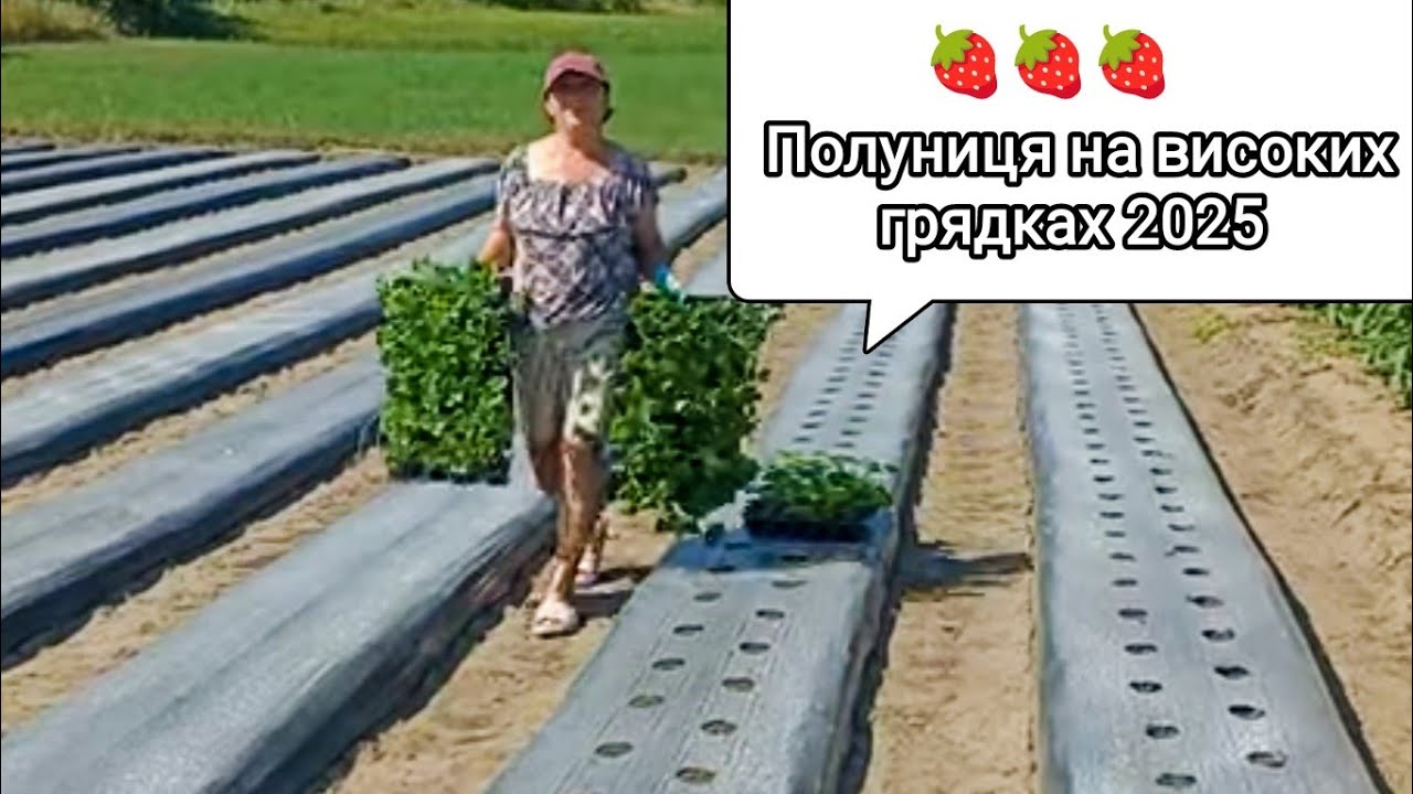 Високі грядки від старту до фінішу - детальна інструкція для початківців. 