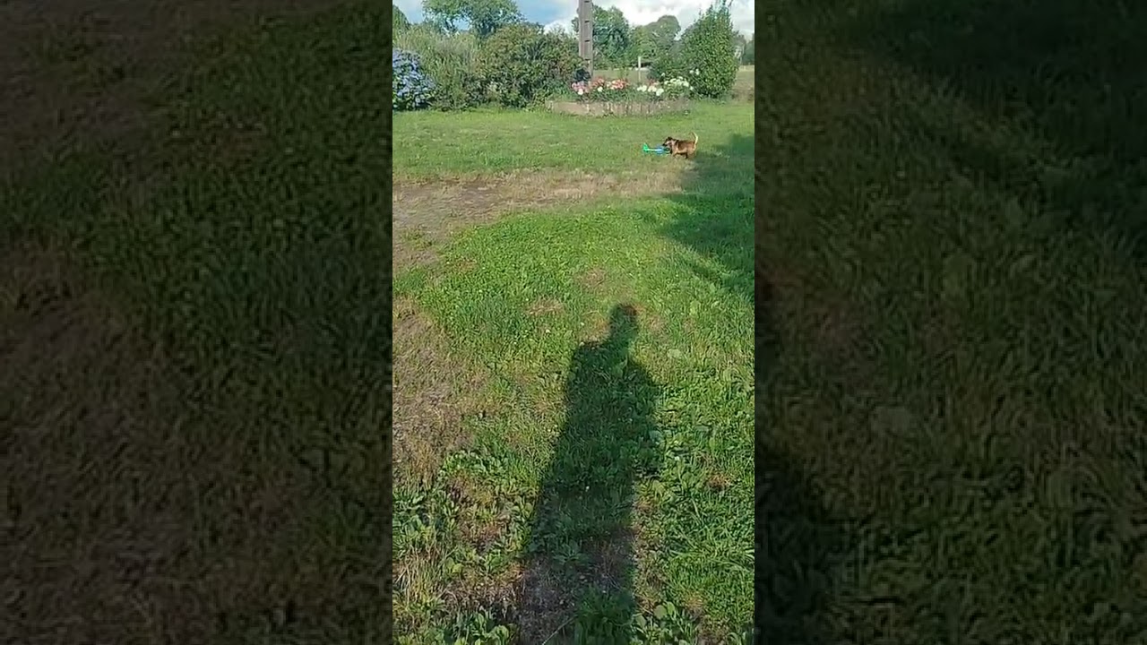 avion vs chien