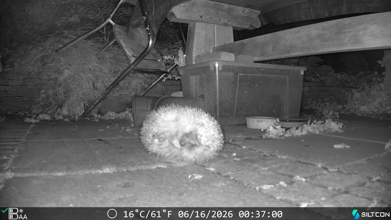 Egels Ulestraten - opgerolde egel loopt weg