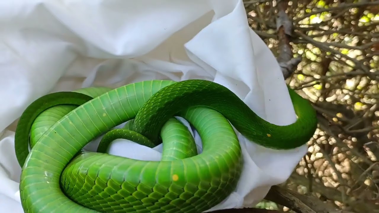 DOUBLE GREEN MAMBA RELEASE 🐍🐍