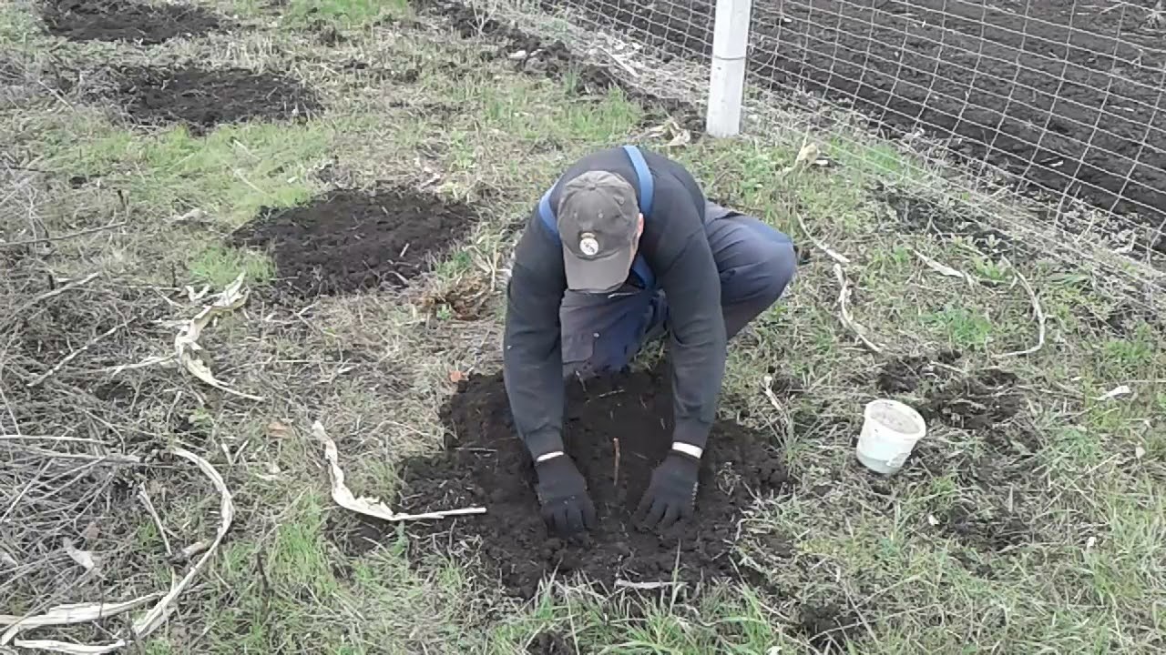 Посадка Ежемалины Тайберри