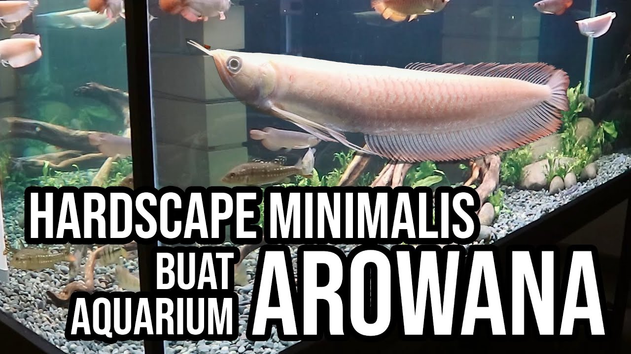 Bikin Hardscape Minimalis Buat Aquarium Arwana / Predator
