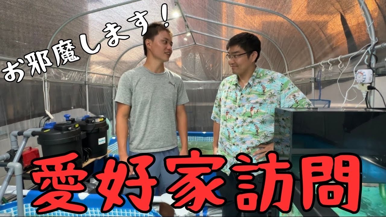 【錦鯉歴三か月？！】初心者とは思えない設備に感動！飼育のアレコレを聞いてみました