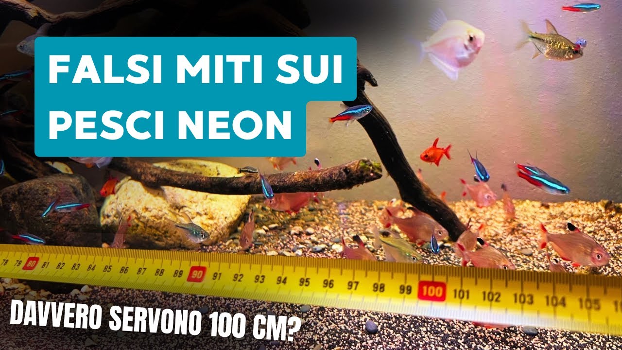Pesci Neon sono GRANDI NUOTATORI? Il vero Acquario Ideale senza falsi miti 
