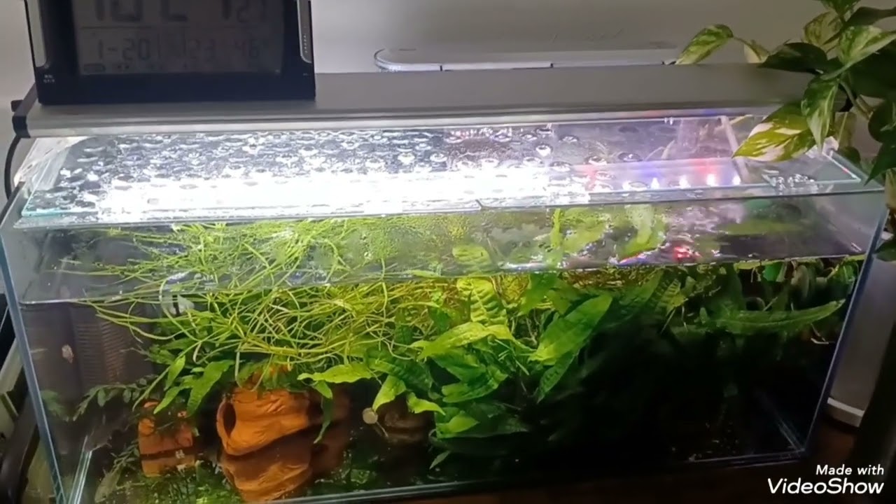 去年 設置した 60cm スリム水槽とメインの60cm ハイタイプ水槽の様子