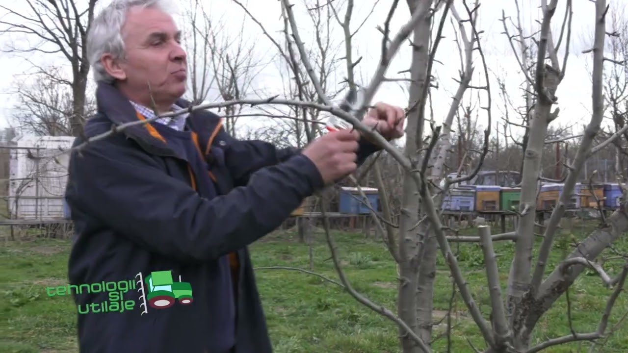 Tehnologii si utilaje - taierile  la pomi fructiferi Marius M 01 05 2022
