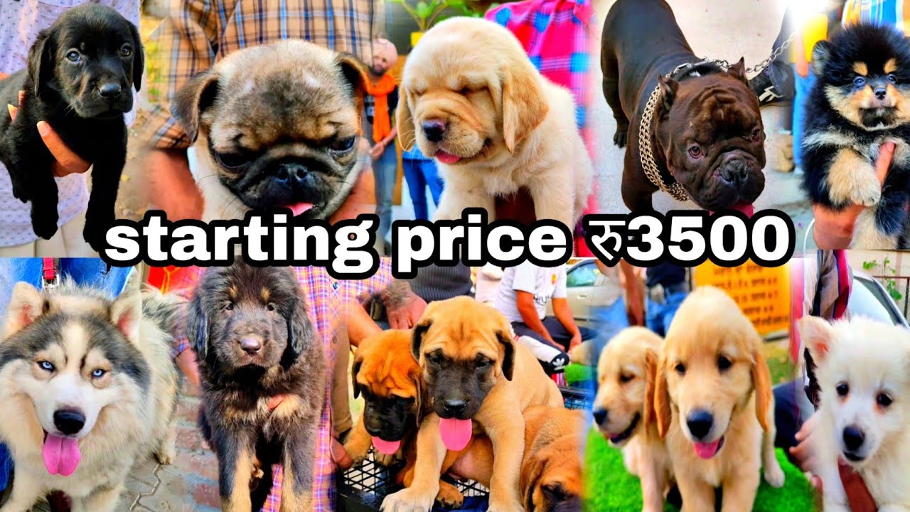 Cheapest dog market in India ( Rajpura dog show part1) Wholesale dog market 