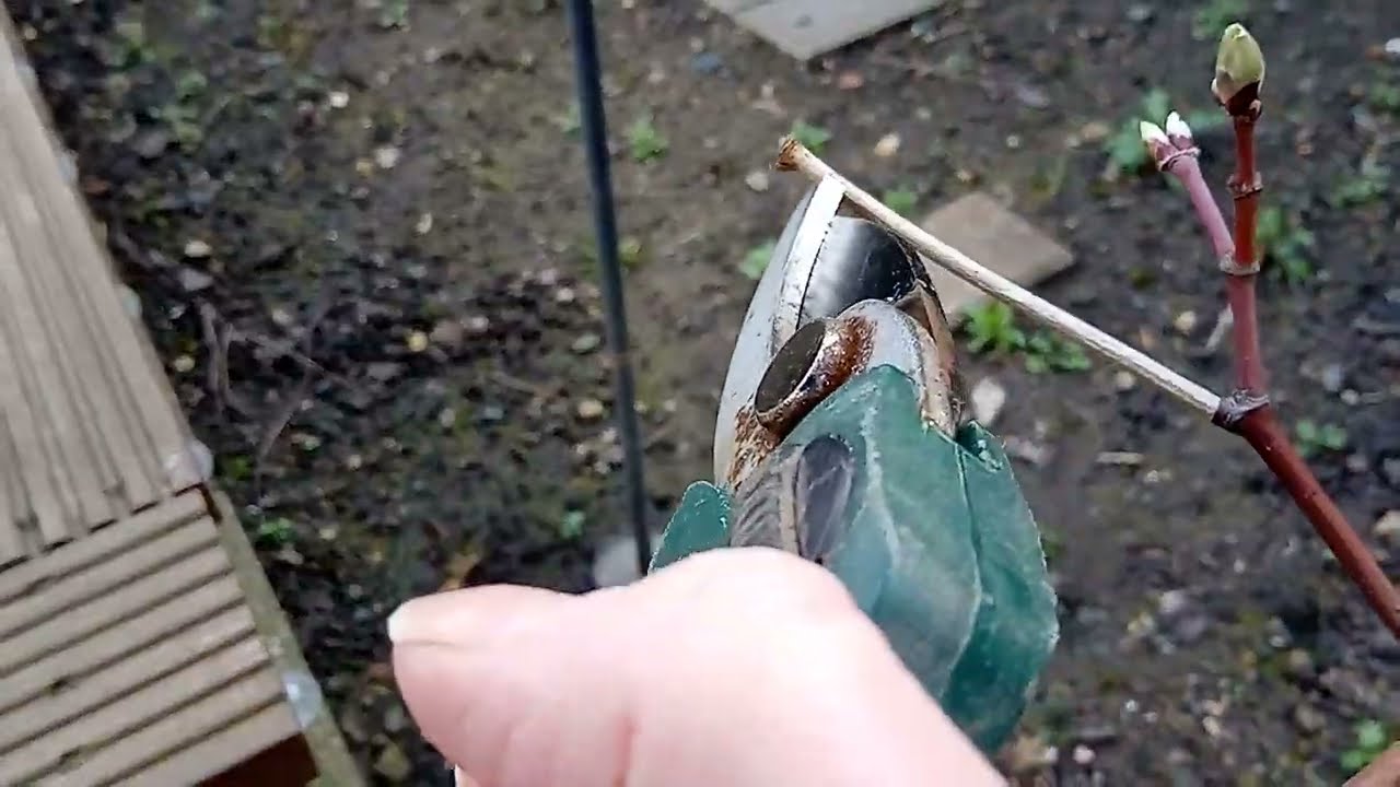 Die-back Pruning For Beginners - Example 4