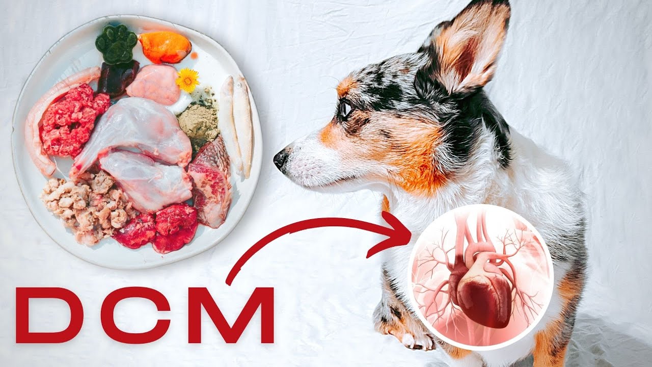 Can The Raw Diet Cause DCM? (Dilated Cardiomyopathy)
