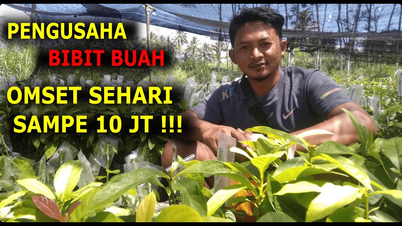 INSPIRATIF, PENGUSAHA  MUDA  OMSET BISA SAMPE 10 JUTA PER HARI DARI JUALAN BIBIT BUAH