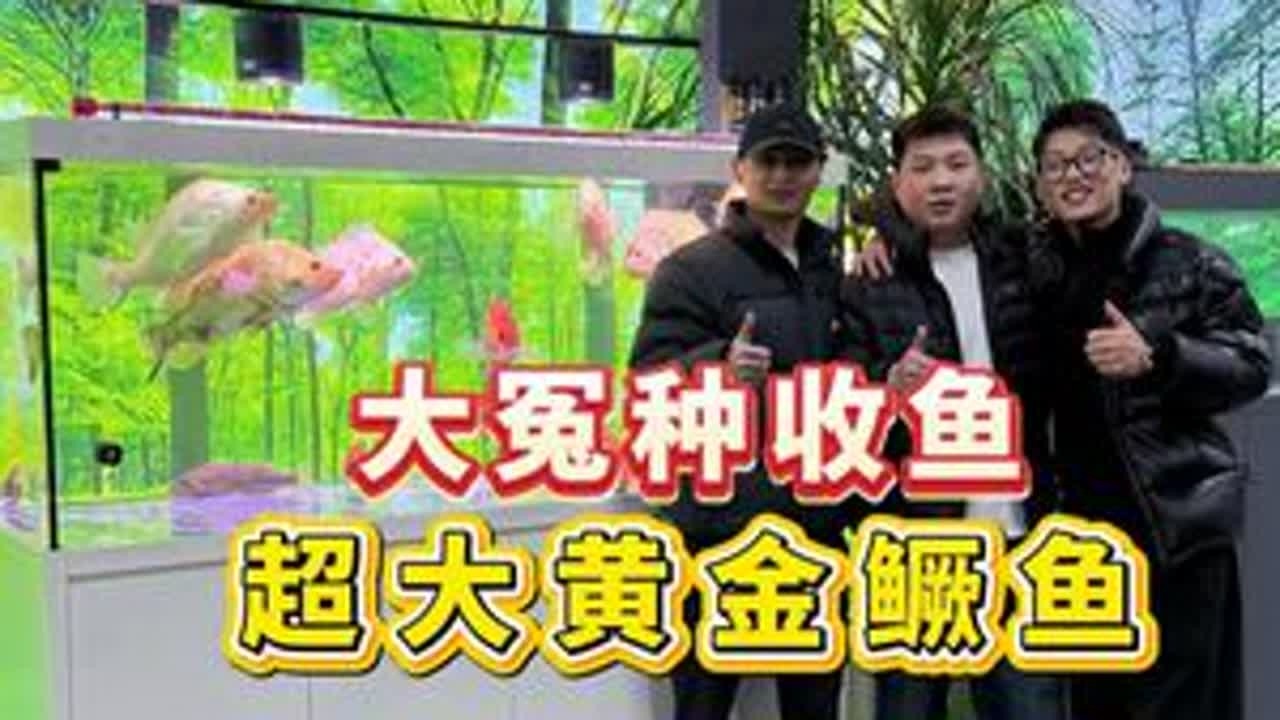 超大黄金鳜鱼再次来袭，打卡变异鳜鱼收藏圈的天花板-娱鱼吴总！ 感谢@娱鱼 吴总的割爱！@小胡溪王（PACEVALE&自然慢谷） #变异鳜鱼 #黄金鳜鱼 #娃娃鱼 #变异斑鳜 #铜钱鳜