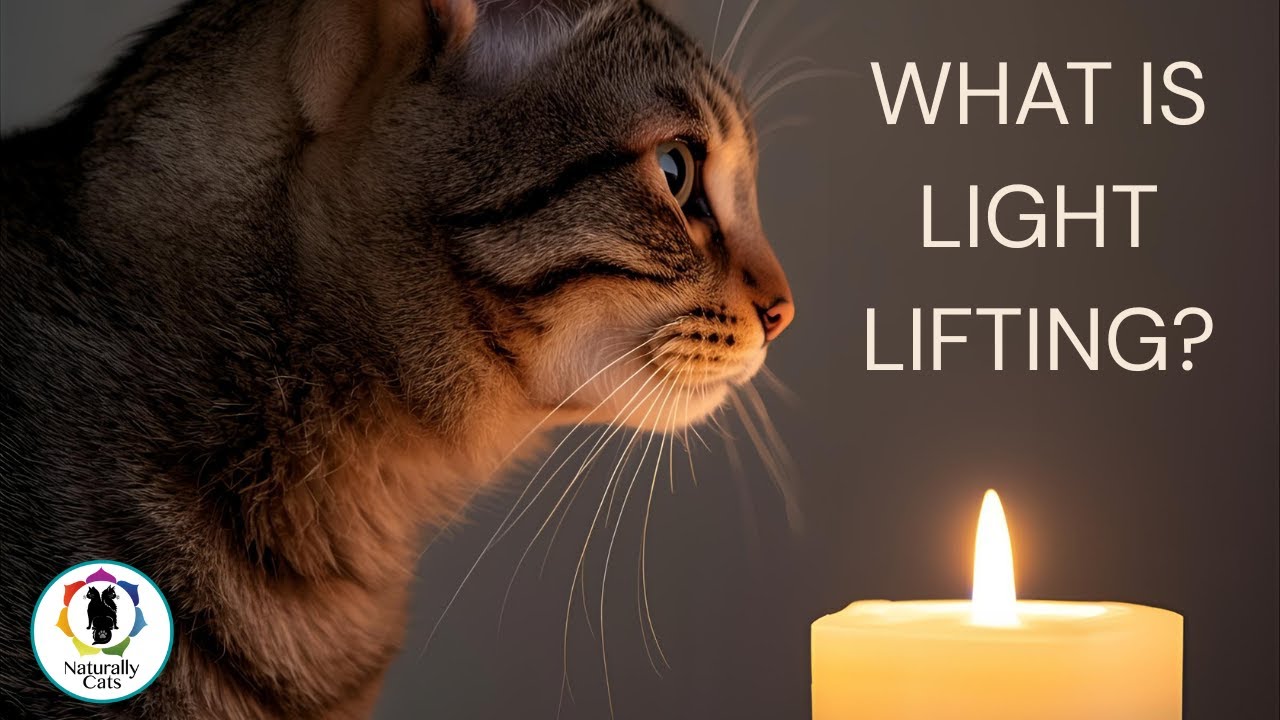 Energy Healing for Cats: What Is Light Lifting and How Does It Work?