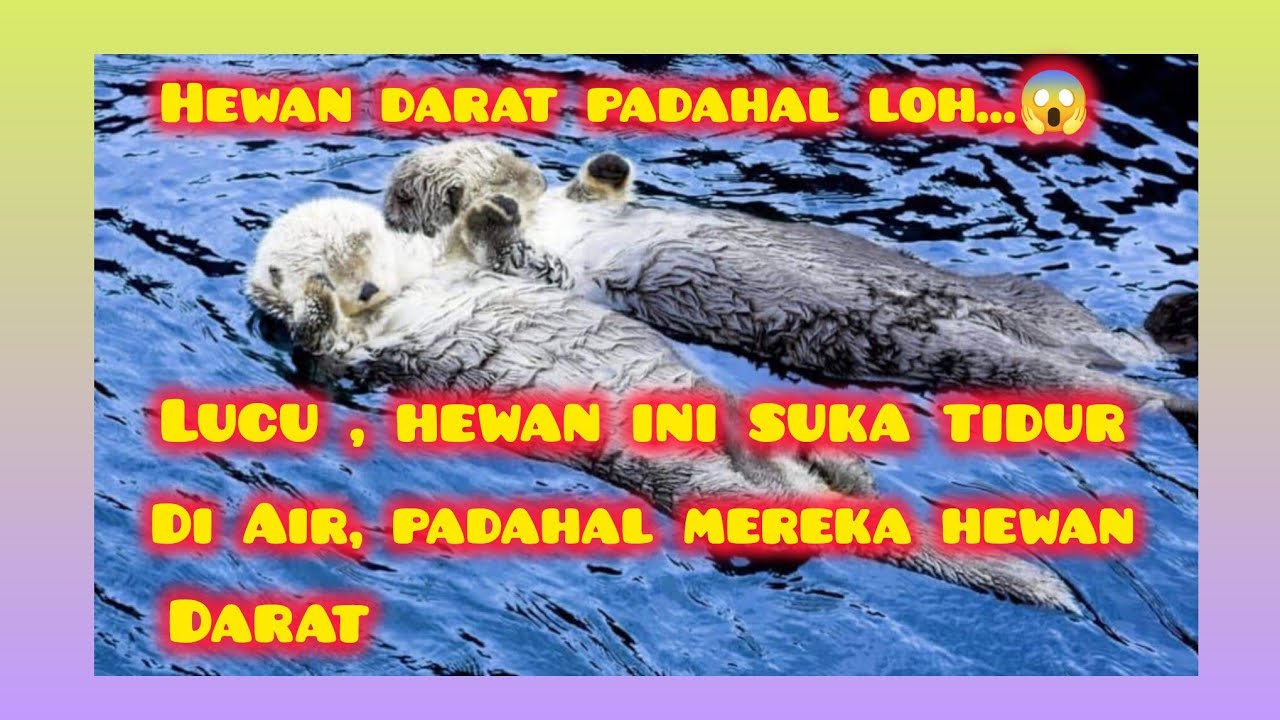 INI DIA HEWAN DARAT TAPI SUKA TIDUR DI AIR, KOK BISA YA, SIMAK VIDEONYA