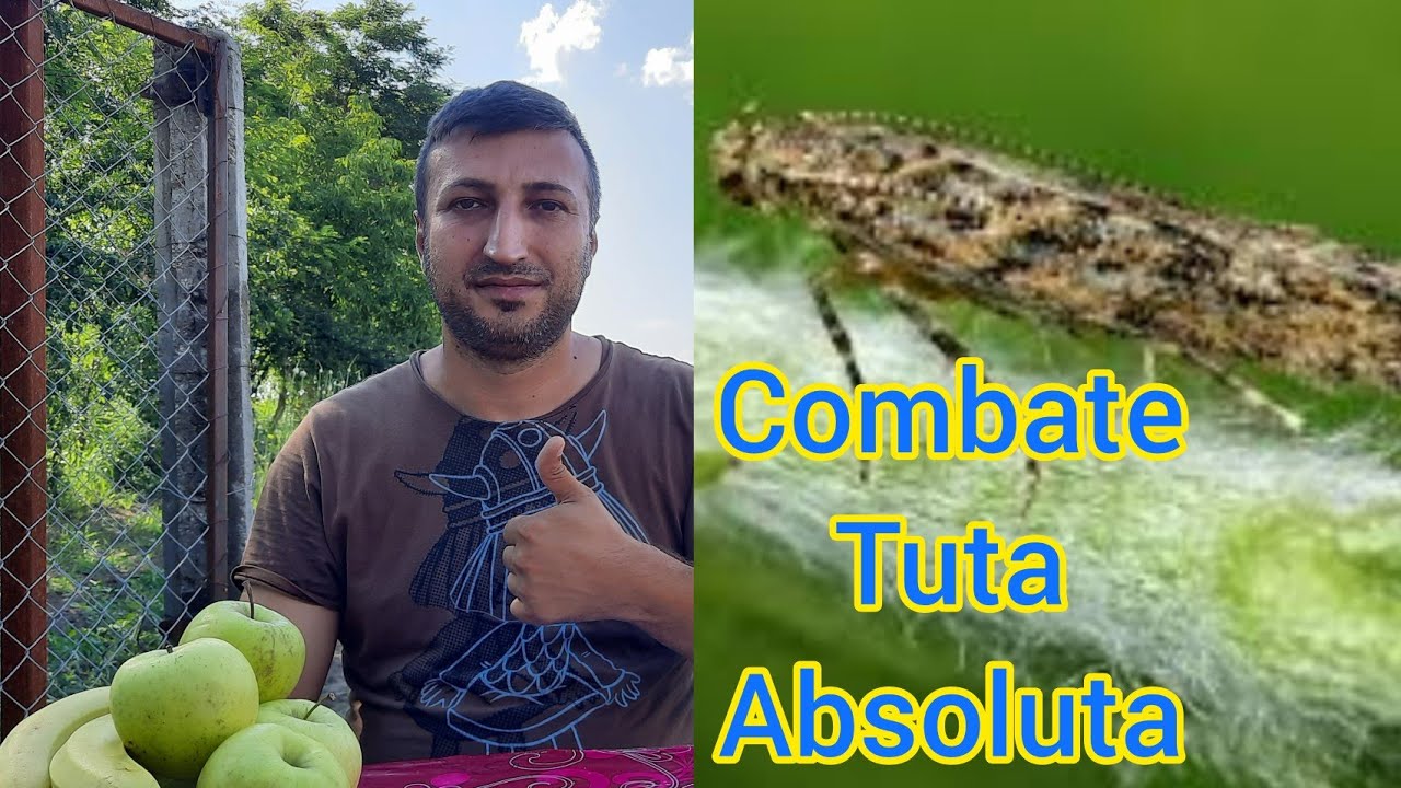 Tuta Absoluta Metode de control si combatere la tomate Tomato moth