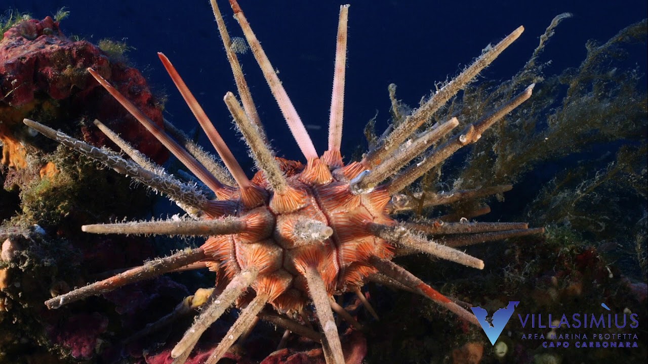 Il mare di Capo Carbonara