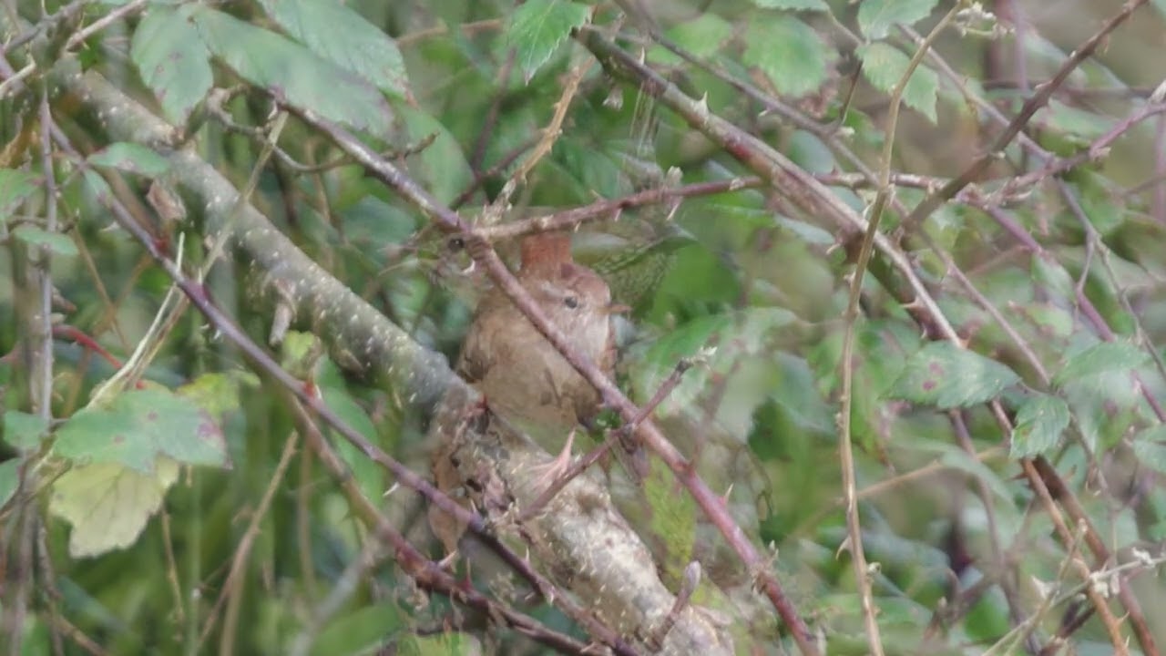 CHOCHÍN PALEÁRTICO / EURASIAN WREN.  FEBRERO 2026.