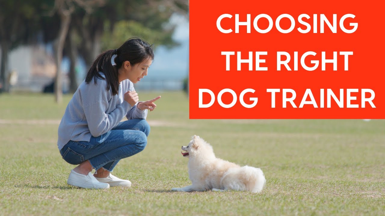 Choosing the Right Dog Trainer