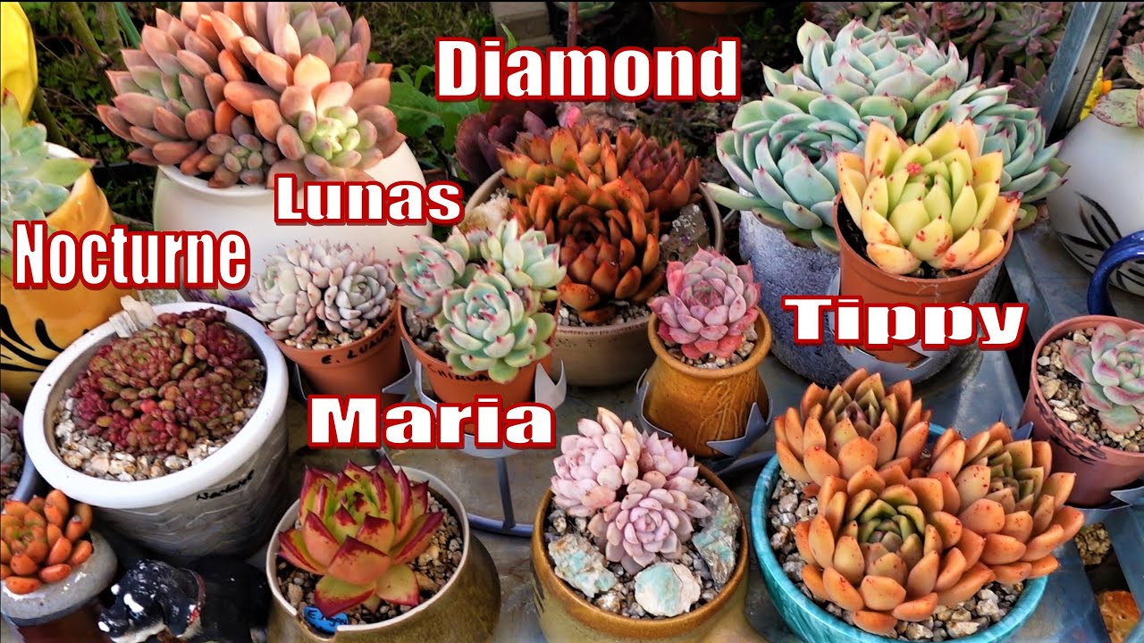 Why It's Hard To ID Succulents | TALK ABOUT SUCCULENTS #3 // Growing Succulents with LizK