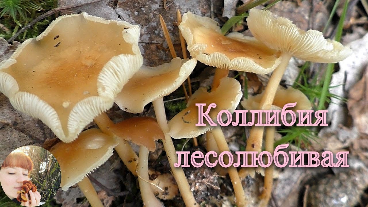 КОЛЛИБИЯ ЛЕСОЛЮБИВАЯ: как выглядит и где растет? Gymnopus dryophilus
