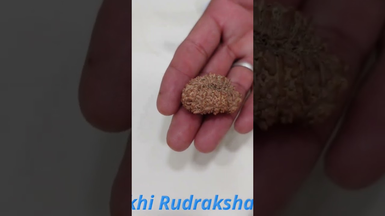 19 Mukhi Rudraksha - Nepal 